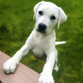 White Labrador Puppy with big paws