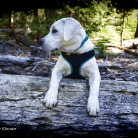 Labrador Retriever Puppy hanging out on a log image
