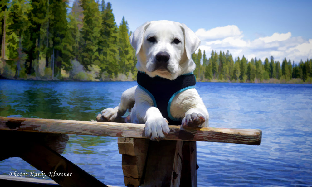 Labrador Puppy at the Lake Photo