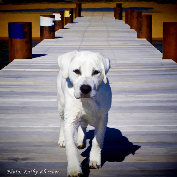 White Labrador puppy walking the deck