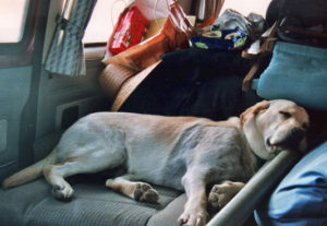 Yellow Labrador sleeping in a van