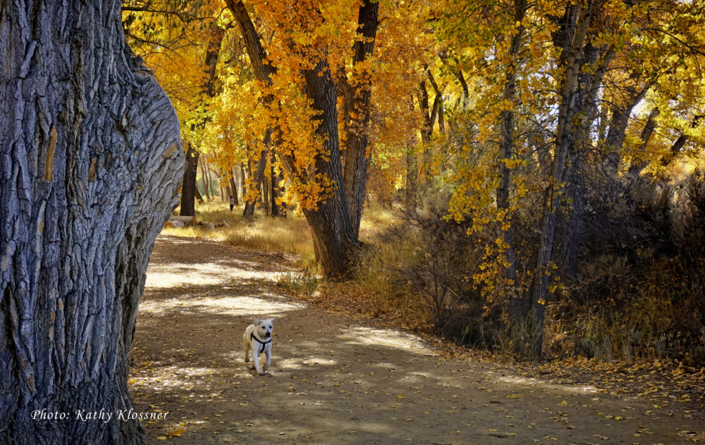 Labrador puppy running among fall trees image