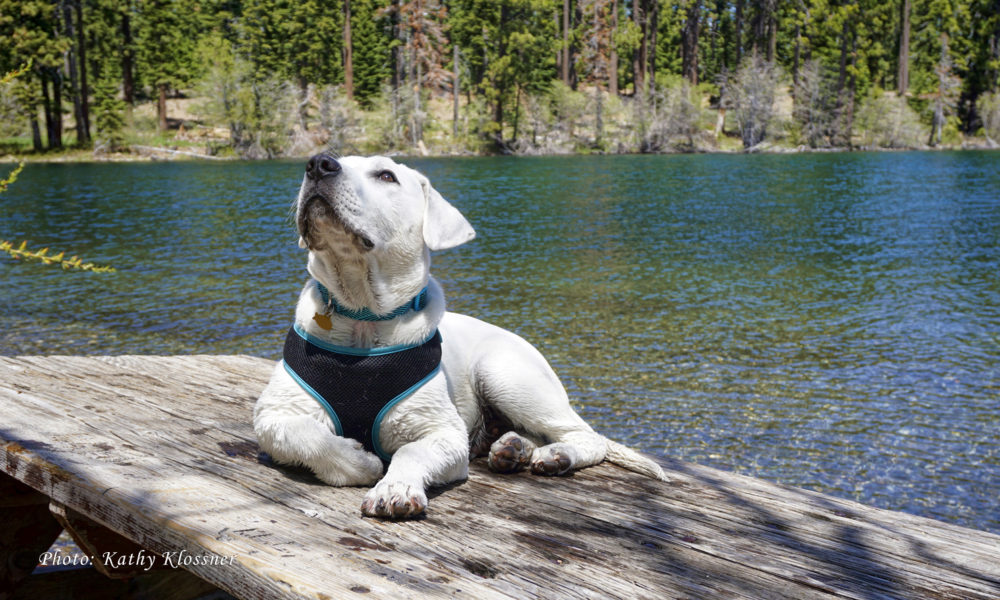 Labrador puppy at Fallen Leaf Lake