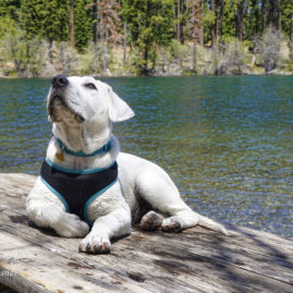 Labrador puppy at Fallen Leaf Lake