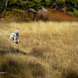 Labrador Retriever in tall yellow grass