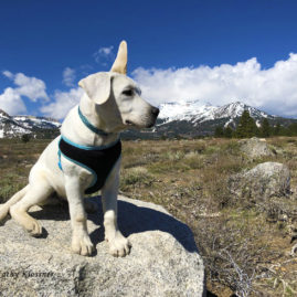 A windy day at Mammoth for a Labrador puppy