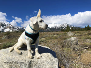 A windy day at Mammoth for a Labrador puppy