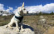 A windy day at Mammoth for a Labrador puppy