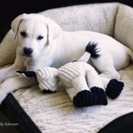 Cute White Labrador Puppy in his bed