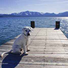Lab puppy on a dock in Lake Tahoe