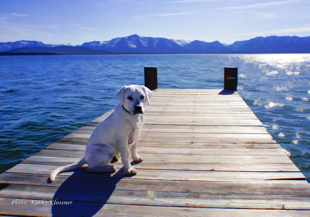 Lab puppy on a dock in Lake Tahoe Art Photo