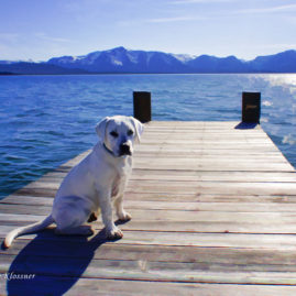 Lab puppy on a dock in Lake Tahoe Art Photo