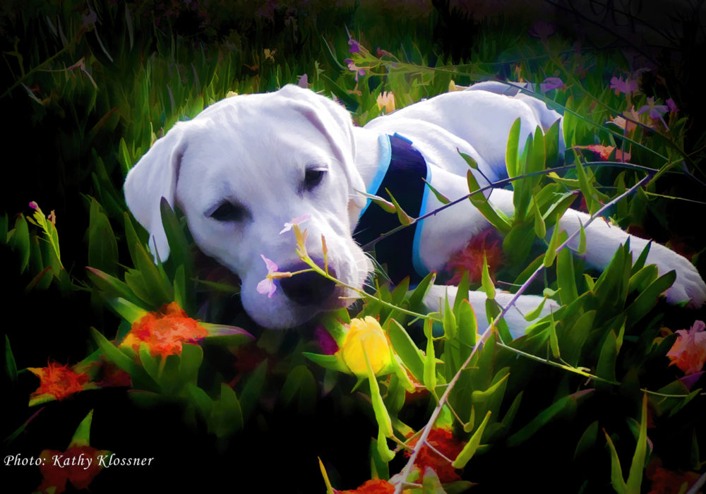 White Labrador puppy among flowers