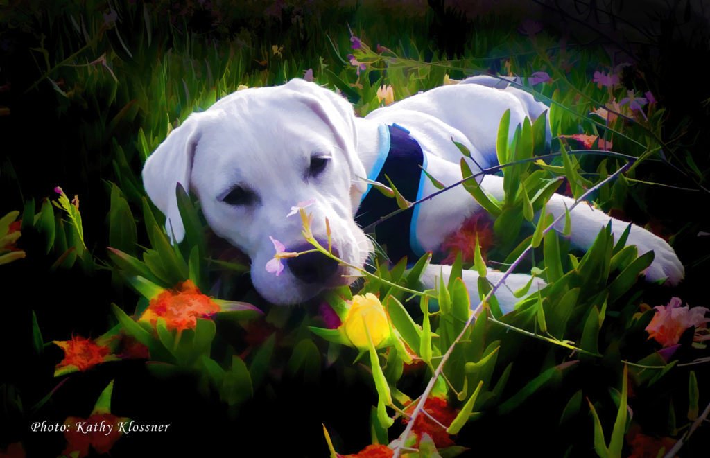 White Labrador puppy among flowers