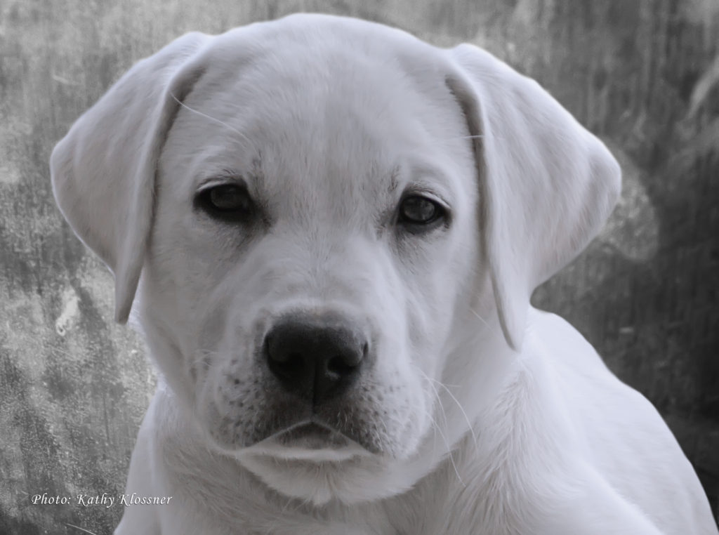 Head shot of a White Lab Puppy