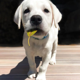 Labrador puppy showing off a leaf in his mouth