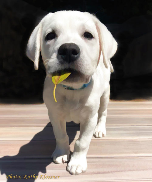 Labrador puppy showing off a leaf in his mouth