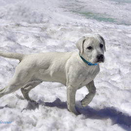 White Lab puppy in the white snow