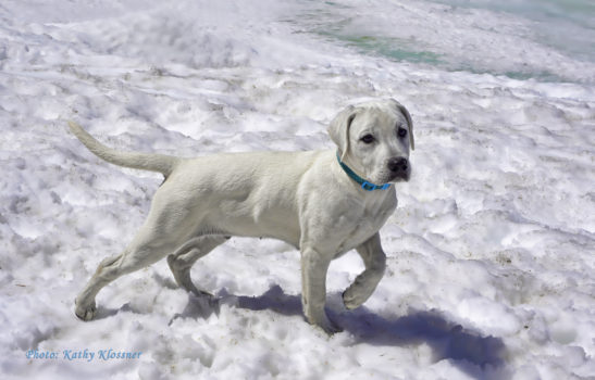 White Lab puppy in the white snow