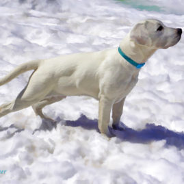 White Labrador Retriever in the snow artwork
