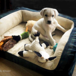 Baby Lab Puppy with his toys