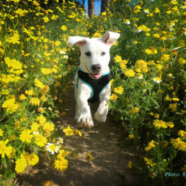 Lab puppy running through a field of yellow daisies