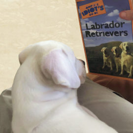 Lab Puppy being schooled image