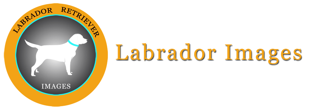 Labrador Images and Photos