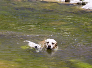 Hobie and Boss swimming in a river