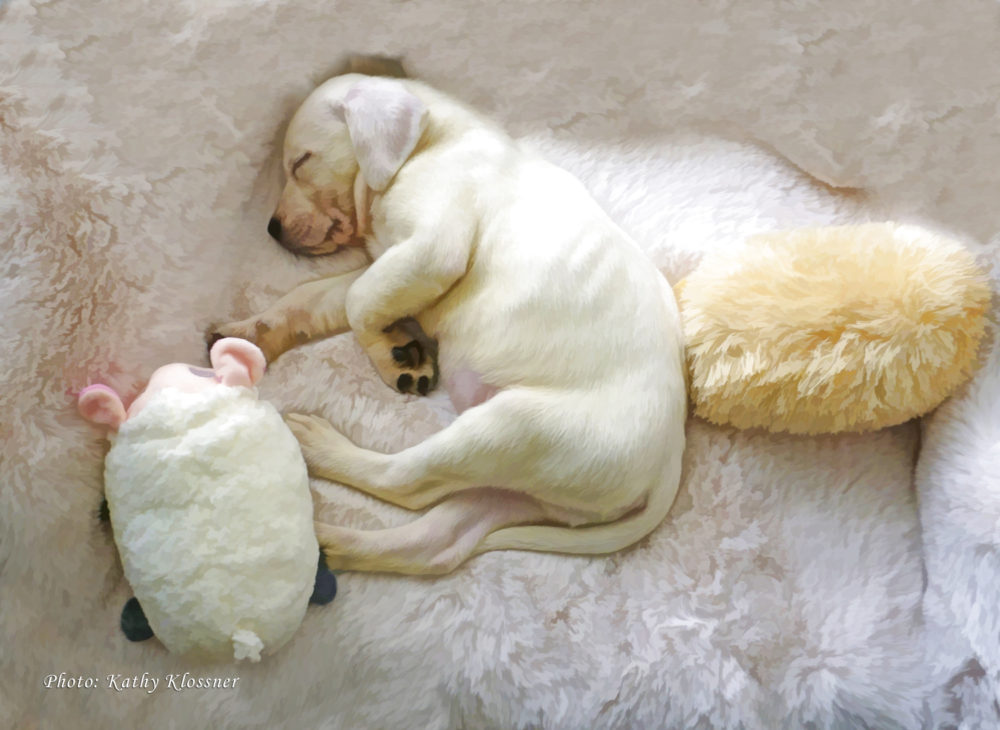 Sweet sleeping white Labrador Retriever puppy dreaming of soft puffy clouds
