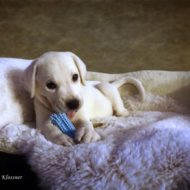 Adorable White Lab Puppy