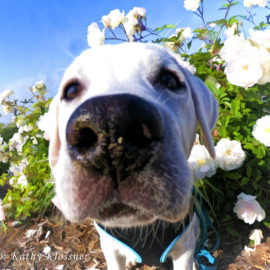 Big Paws, Big Nose White Lab Puppy Image