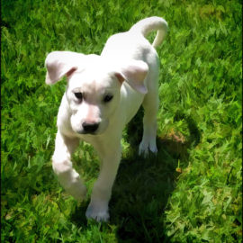 Cute White Labrador Puppy