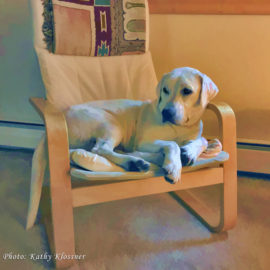 White Labrador Puppy Relaxing on a chair