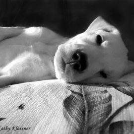 Black and White Labrador Puppy on a pillow
